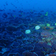 A mesophytic reef filled abuzz with fish.